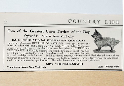 Carin terriers mrs - carin,
