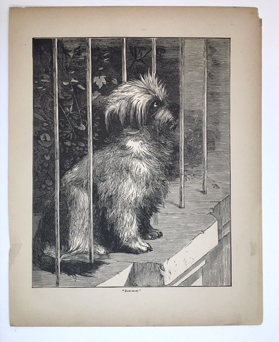 Antique engraving print carin - print,